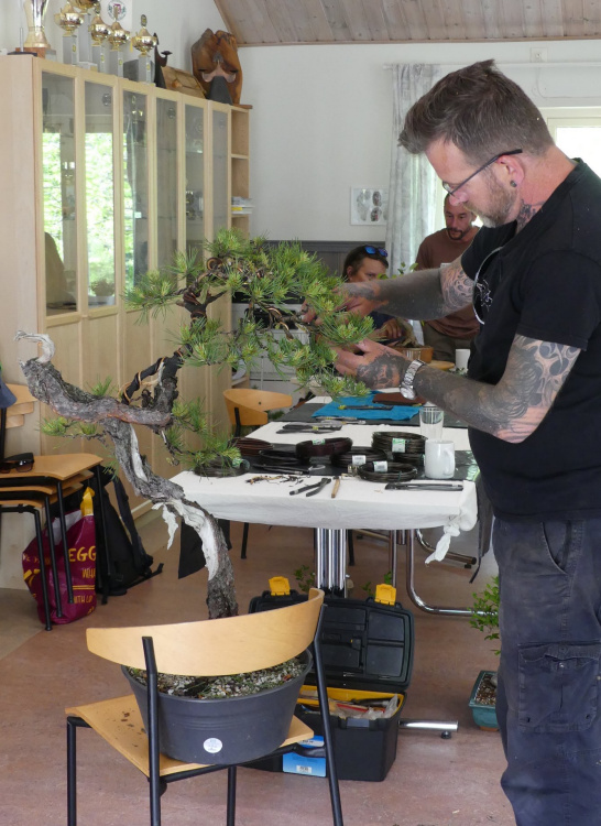 scots pine yamadori bonsai